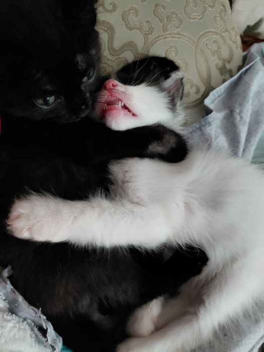Котята в добрые руки