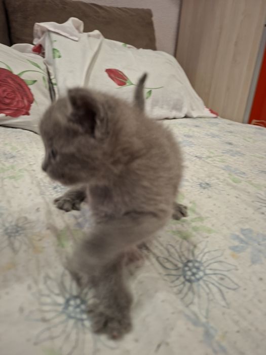 Котенок девочка 1 месяц
