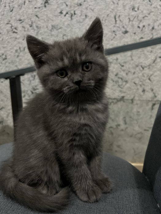 Mushukcha butunlay sogʻlom hech qanday aybi yoʻq