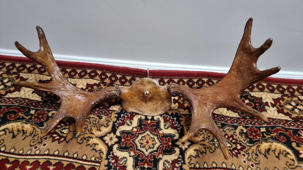 Продам рога лося        110000