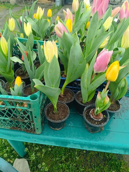 Лалета за градината