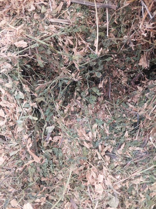 Vând baloti de lucerna