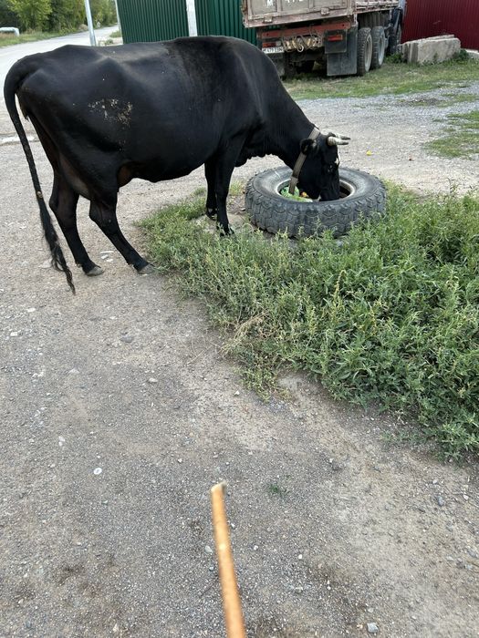 Продам двух коров обе 3 отел