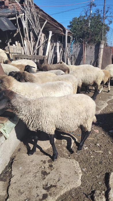 Vând oi sârbești