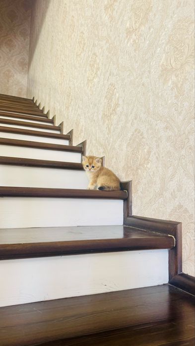 Продаётся чистокровный котята