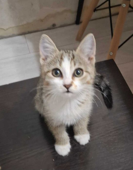 Отдам в добры руки котенка