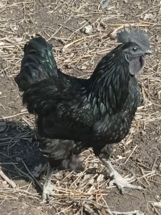 Uxeyilyuy tuxumlari sotiladi. Яйца курицы Ухэйилюй зелёные