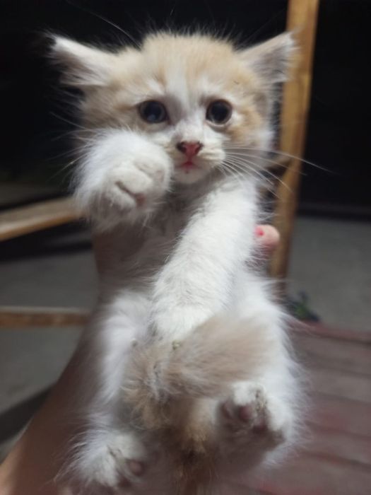 Отдам котят в добрые руки