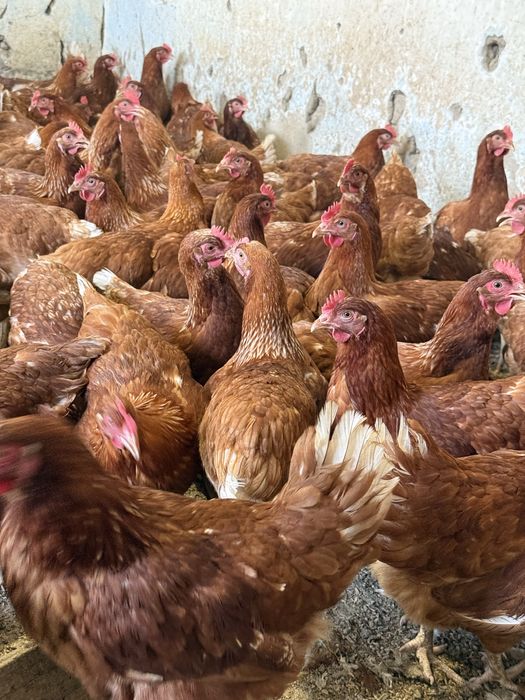 Молодки  Ломан Браун несушки продаются