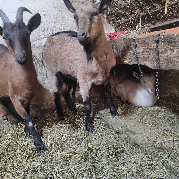 Capre Alpine de vanzare