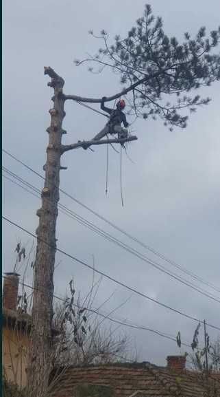 Премахване на опасни дървета от сертифициран Арборист в цялата Страна