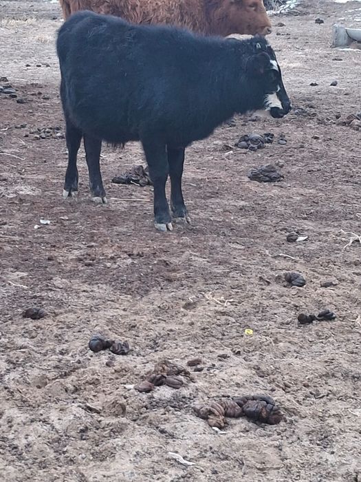 Буаздары бар бәрін алғанға сауда бар