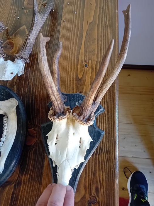 Trofee caprior coarne