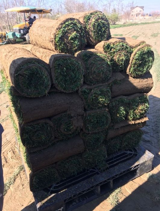 Gazon Rulou / Spatii Verzi