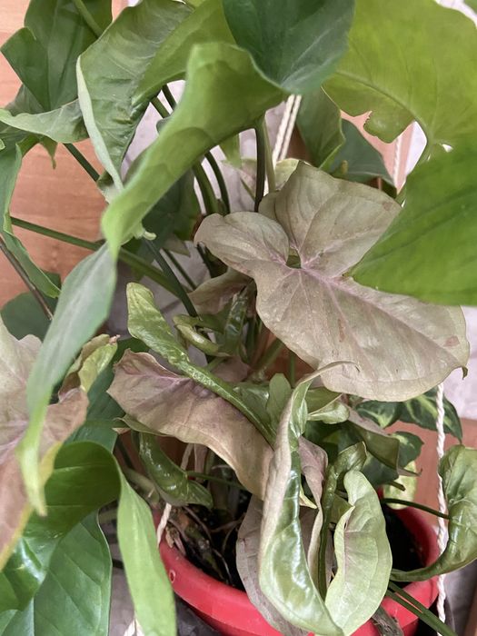 Продам  сингониум(2 горшка) розовый