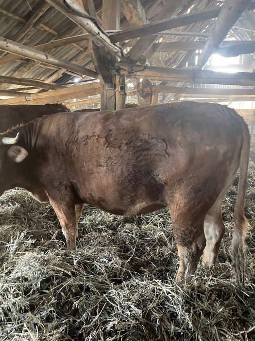 Vand juninci si tauri