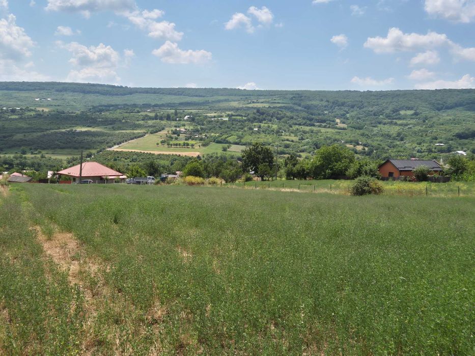 Teren intravilan Tomești-Goruni
