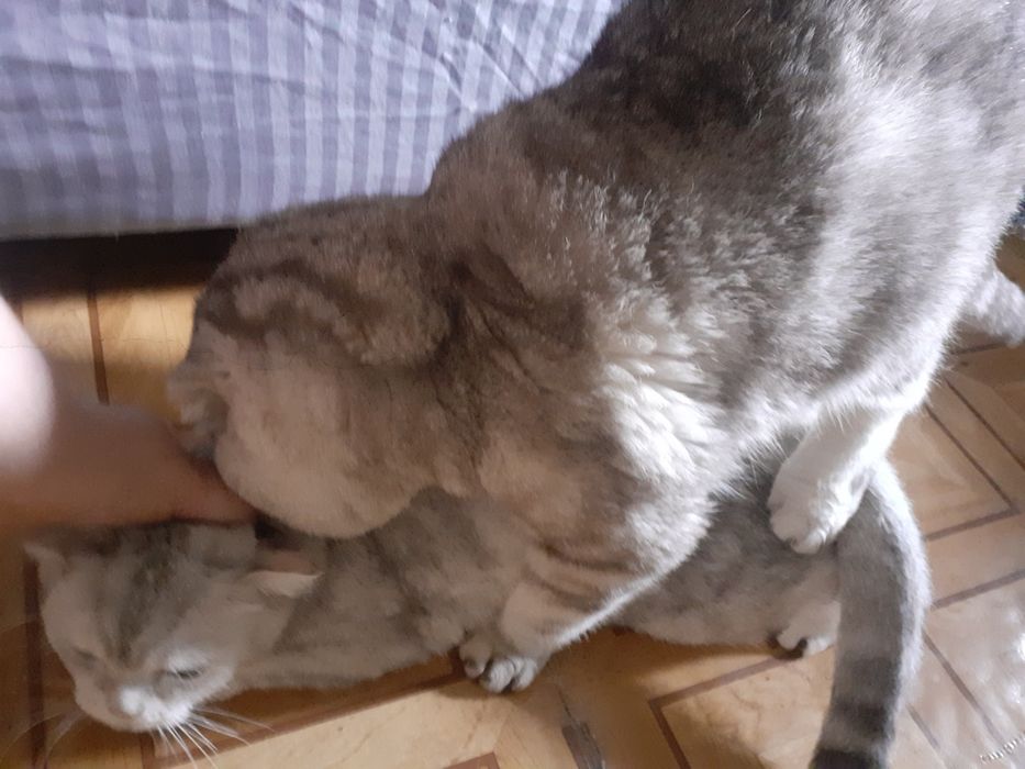 Шотландский вислоухий кот. Вязка