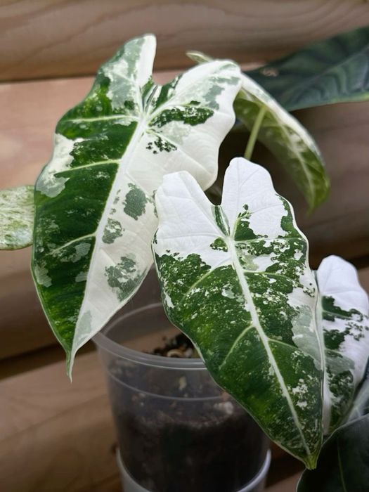 Детки алоказии фрайдек