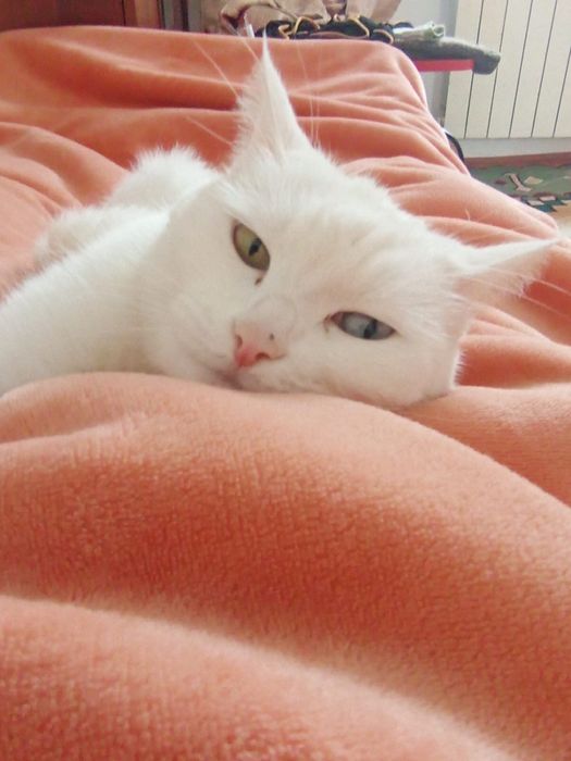 Отдам кота в хорошие руки