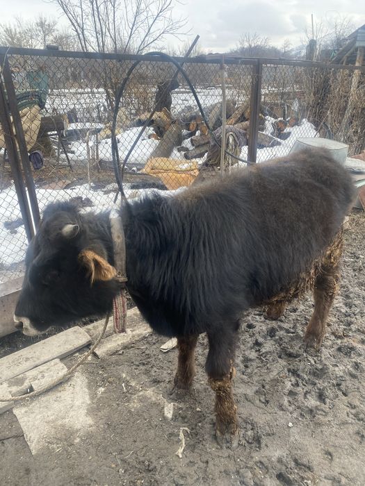 Продам быка и бычка