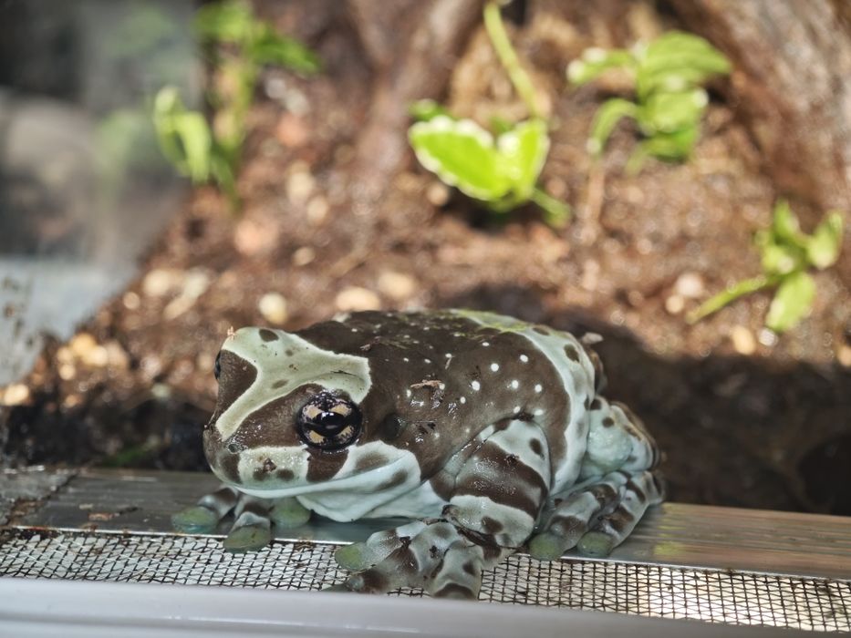 Амазонская молочная лягушка