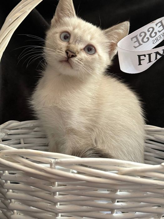 Отдам котенка девочку, воспитанную