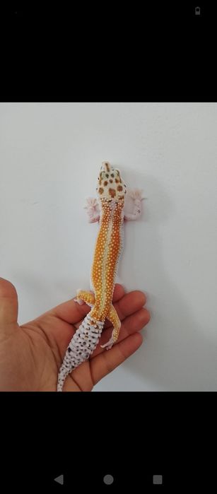Эублефары  самки