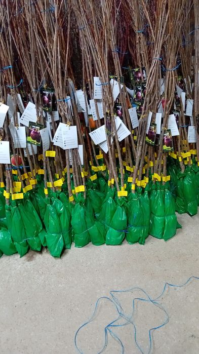 Pomi fructiferi de vânzare