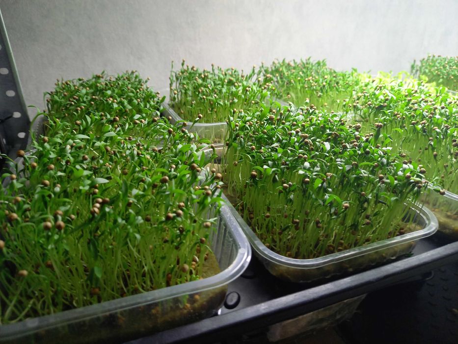 Семена для выращивания микрозелени