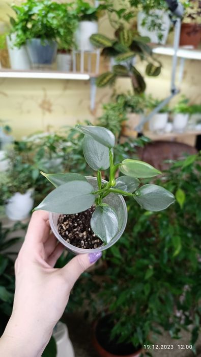 Продам комнатные цветы