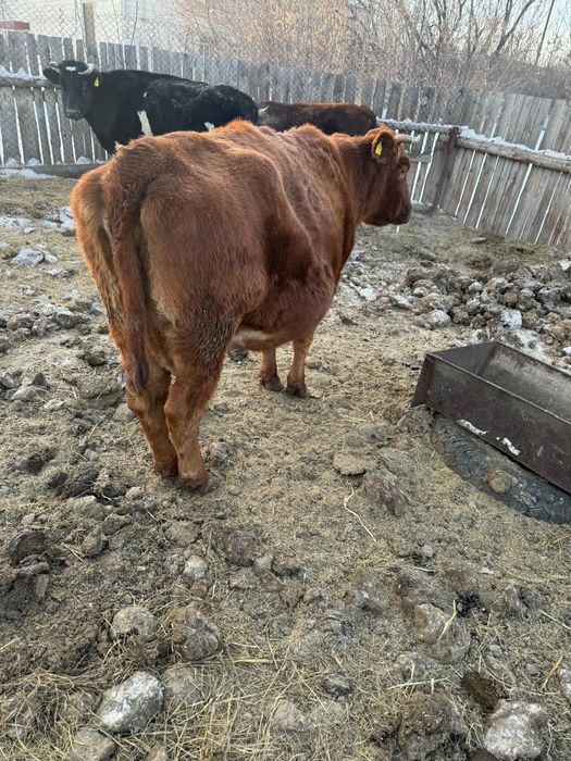 Продам глубоко стельных коров