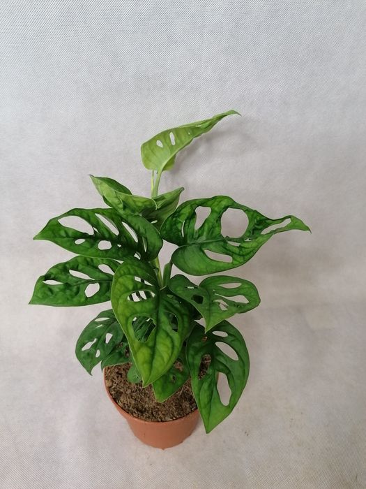 Стайни зелени цветя