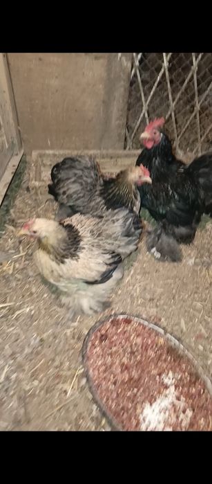 Кохен карлик зотли товук тухумлари сотилади