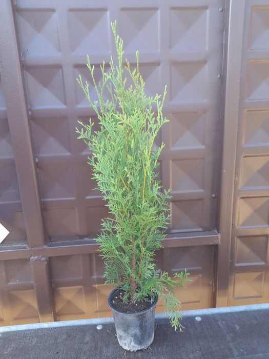 Туя (Западна) (Жив Плет) ПРОМОЦИЯ!!!30-40см