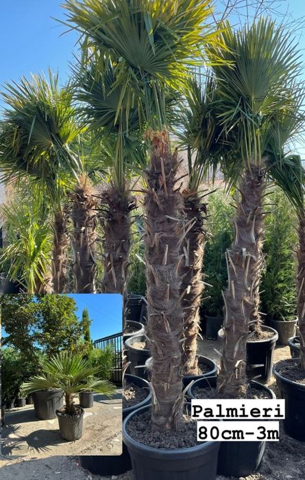 Palmieri rezista la frig/ Super calitate Oferta/ Maslin Secular