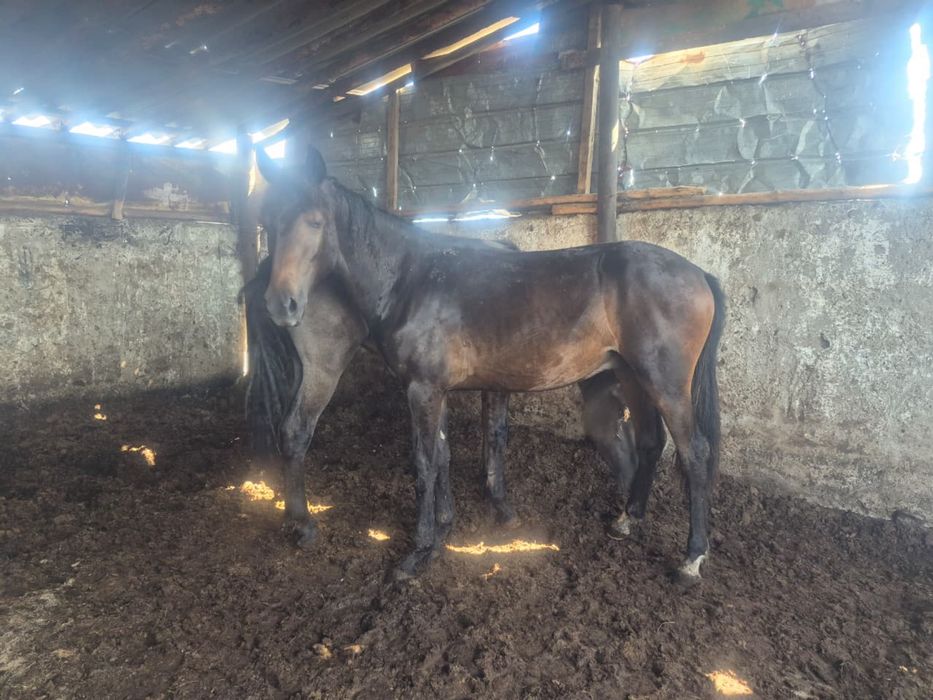 Продам тайлар 1,5 жас с откорма жирная, 2 голов