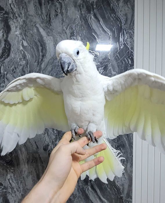 Какаду Тритон гибрид