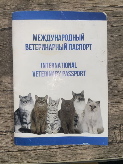 Кот скотиш страйт