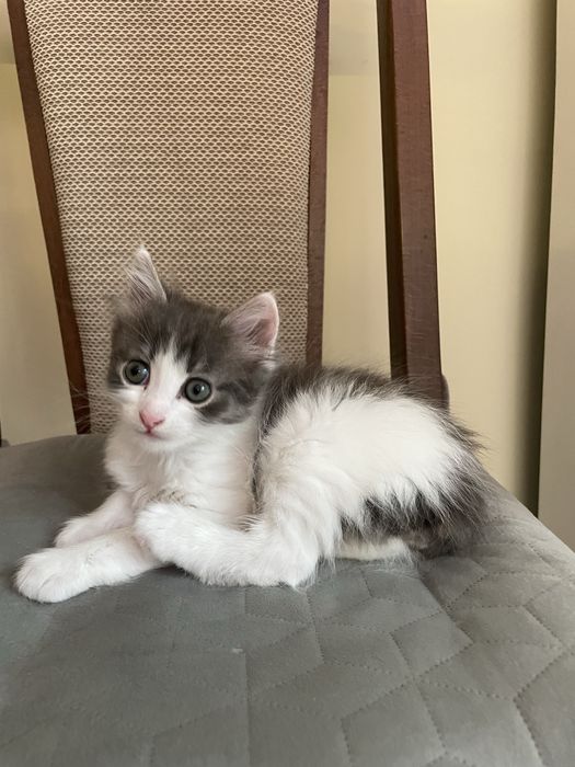 Шарено коте на 2 месеца
