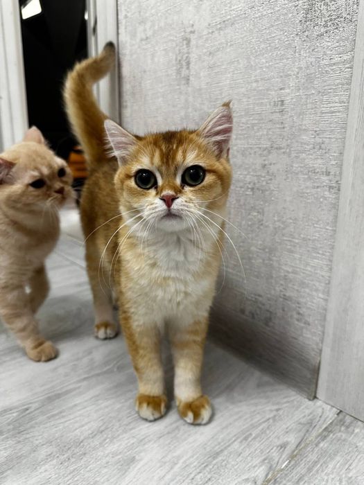 Британская золотая шиншилла, ny11 ny12, 6 месяца мальчик