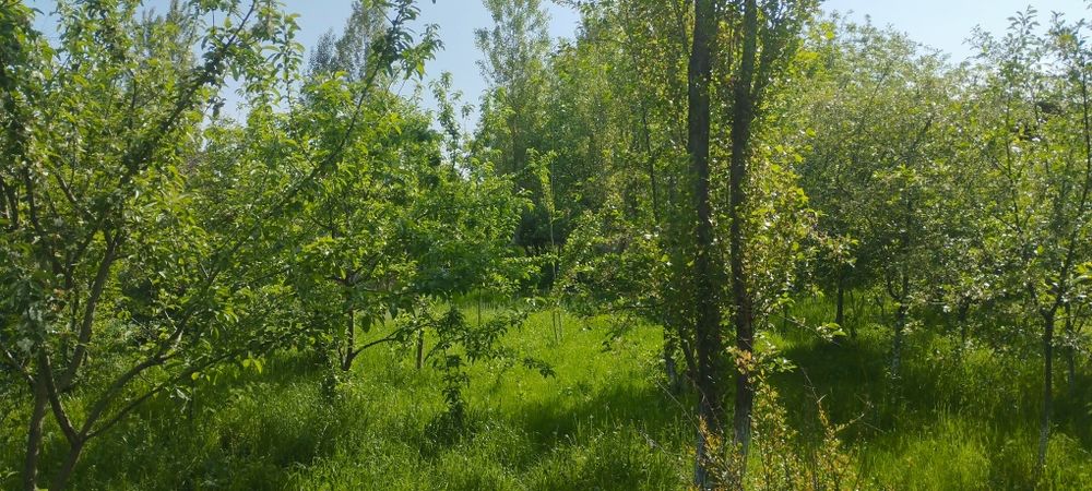 Продам дом с участком