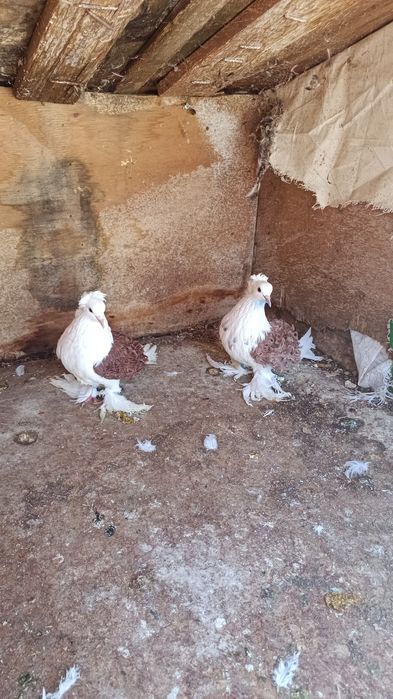 Porumbei ornamentali și jucători