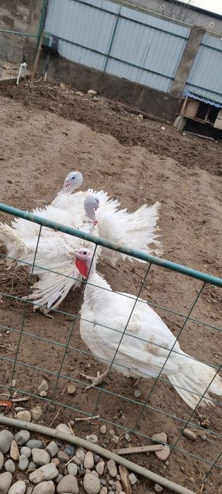 Продам индюков Бик