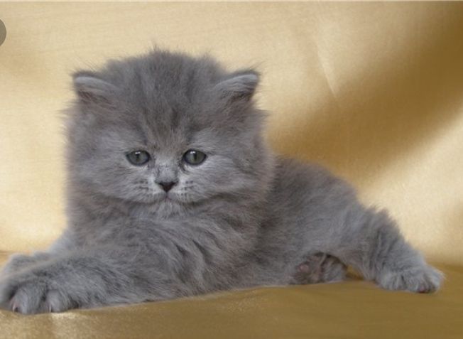 Чиройли мушукчалар