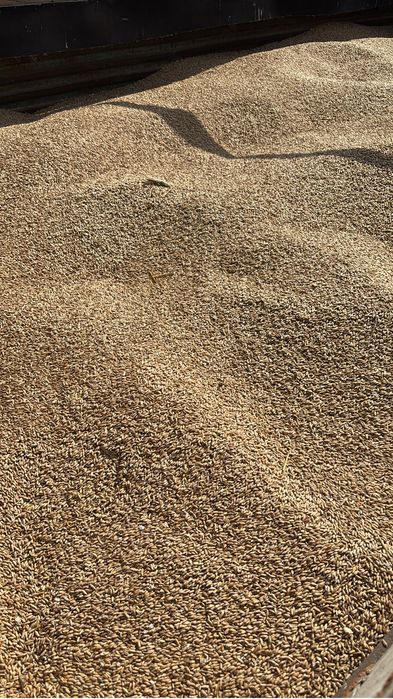 Vand triticale 1 leu kg