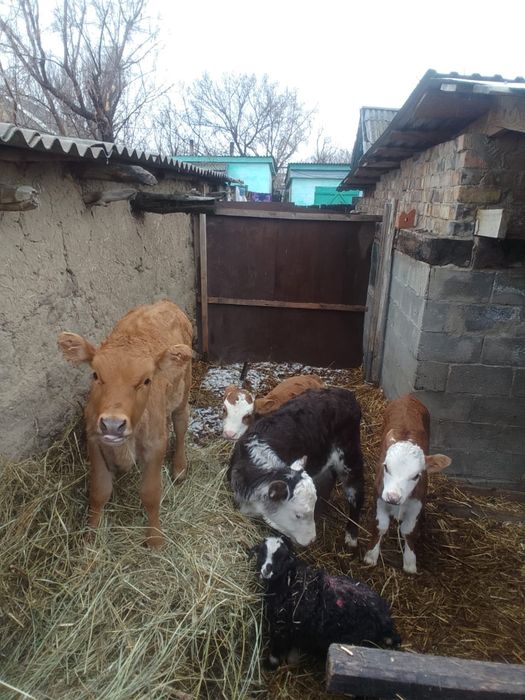 Продам телят 4 мес