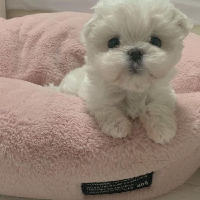 Bichon maltez toy
