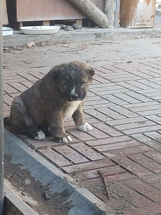 Щенок алабая сука