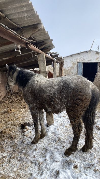 Жылқы Откорм